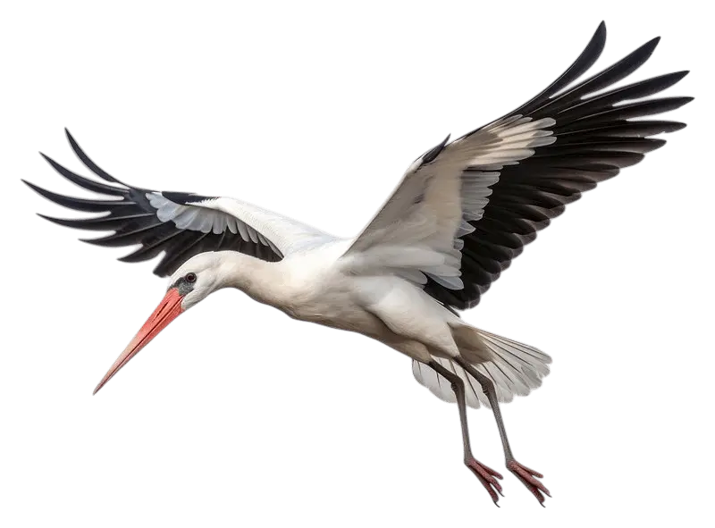 Stork Icon